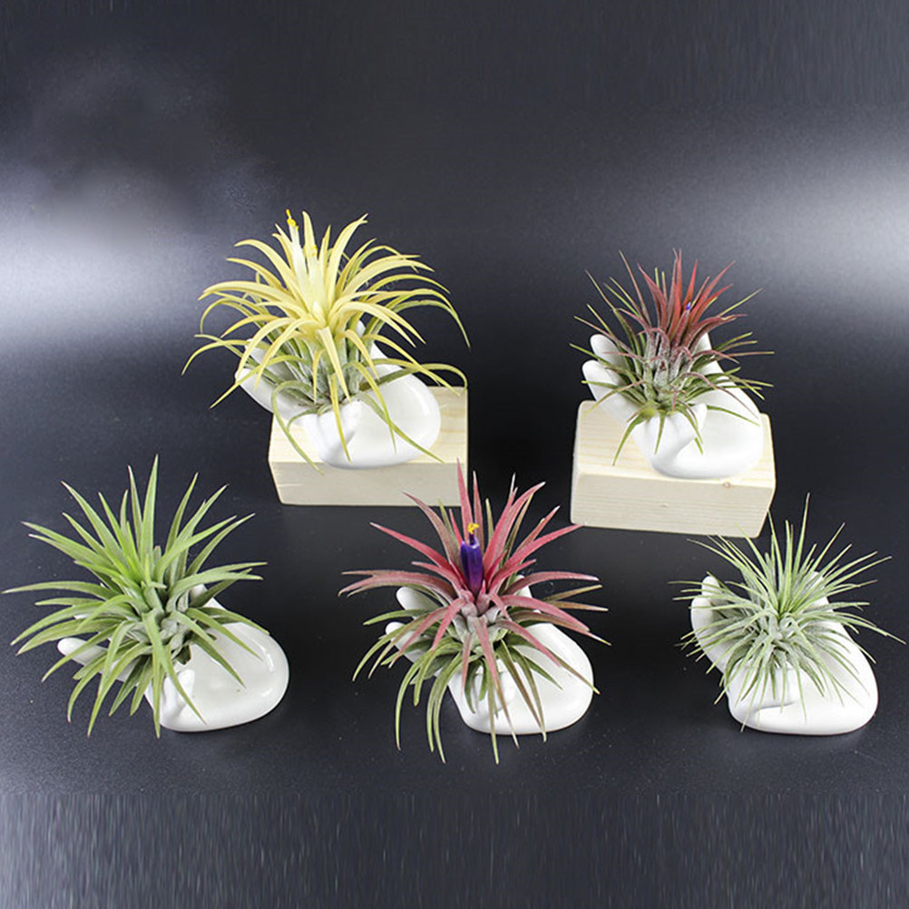 Air Plant Tillandsia - 8 قطع من قاعدة الأوكارينا الخزفية