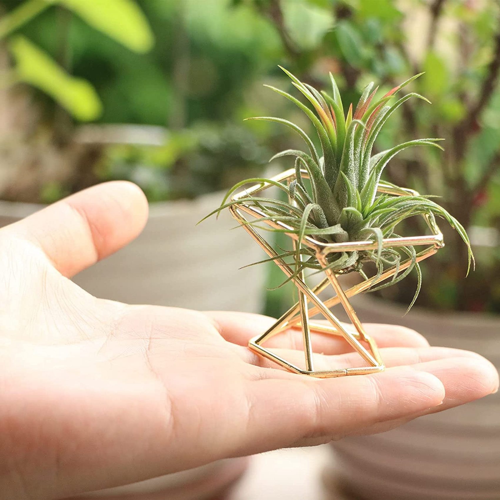 6 قطعة حامل نبات الهواء الهندس - مراجعة Air Plant Tillandsia وسعره