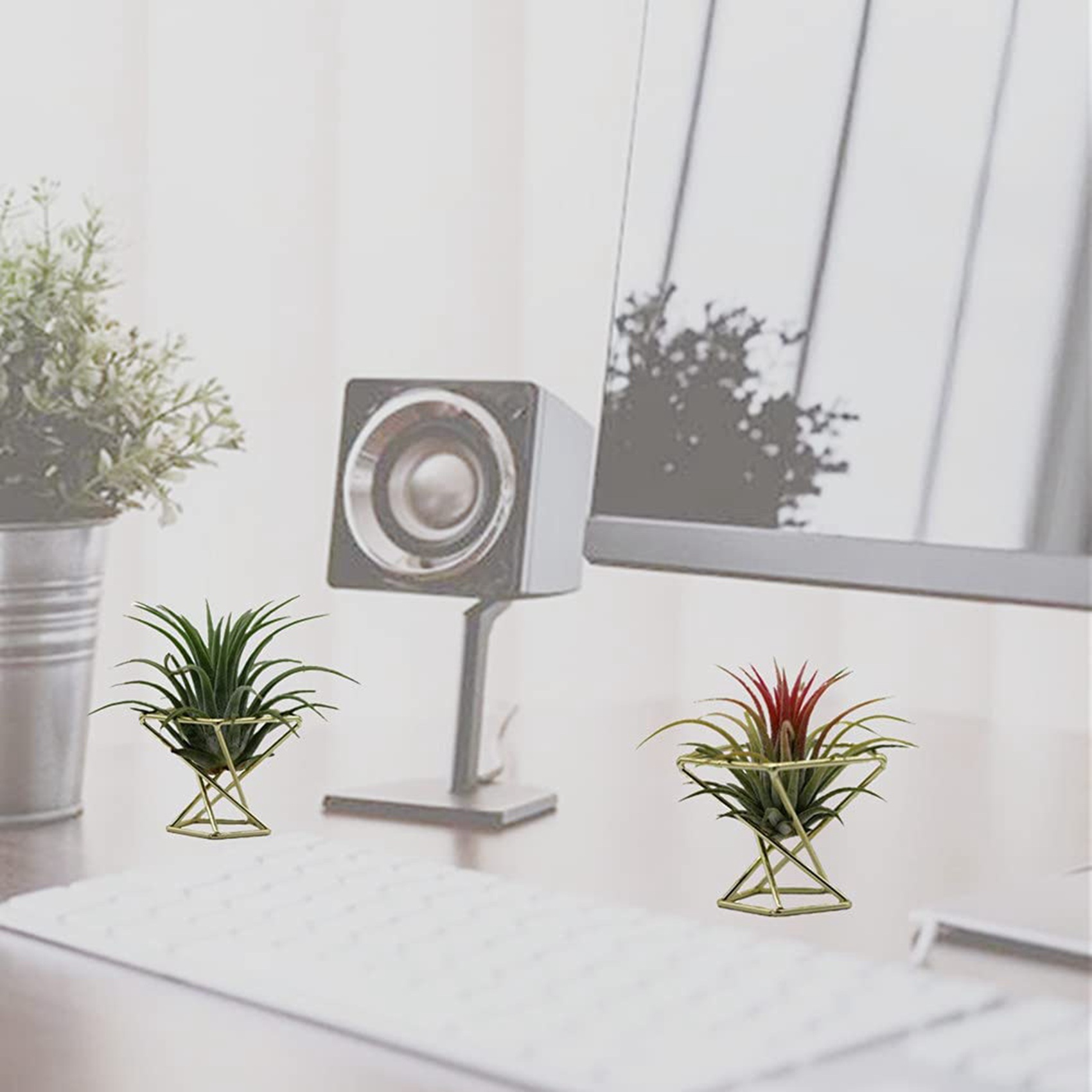6 قطعة حامل نبات الهواء الهندس - مراجعة Air Plant Tillandsia وسعره