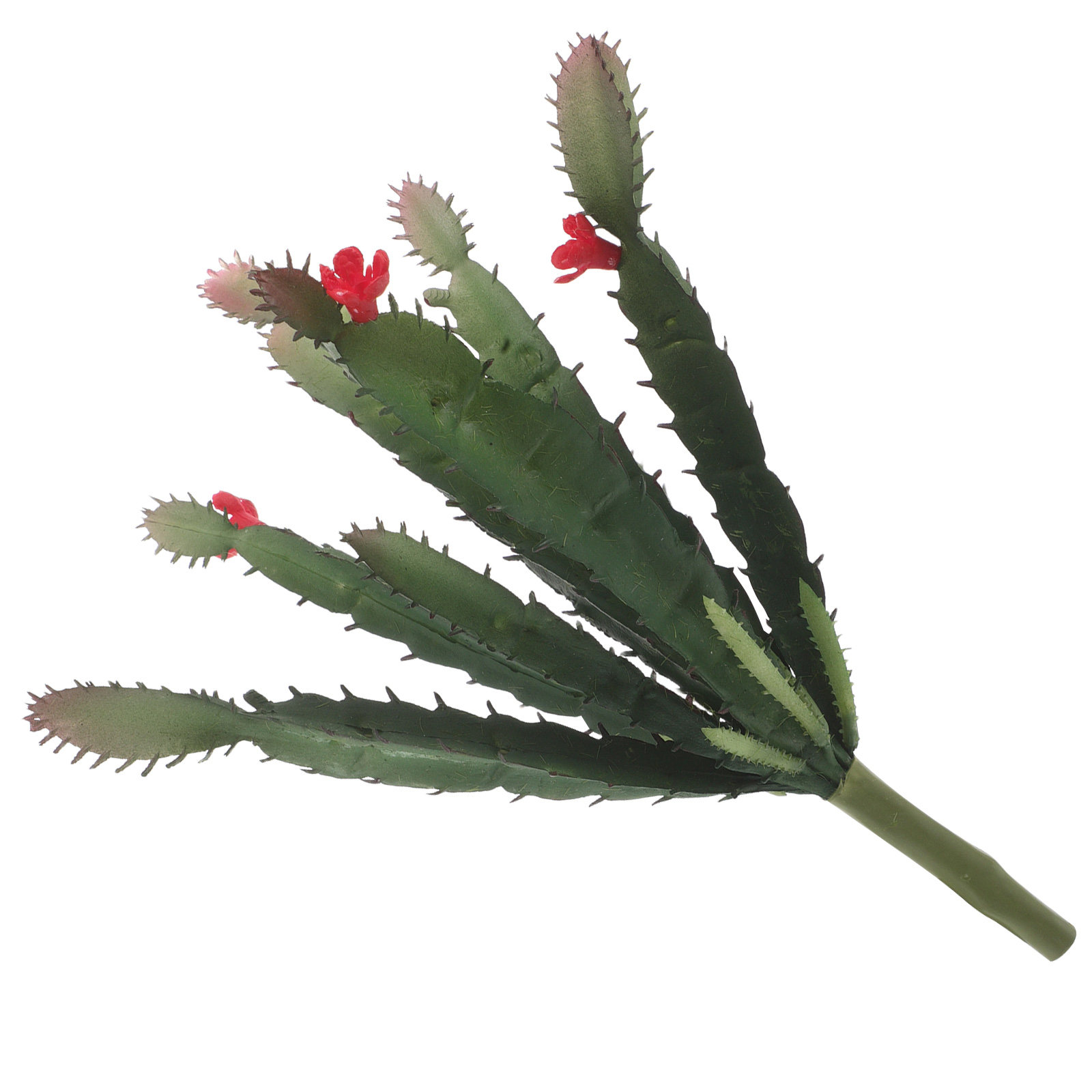 ترتيب صغير ساحر من نباتات الصب - مراجعة Succulent Arrangement Mini وسعره