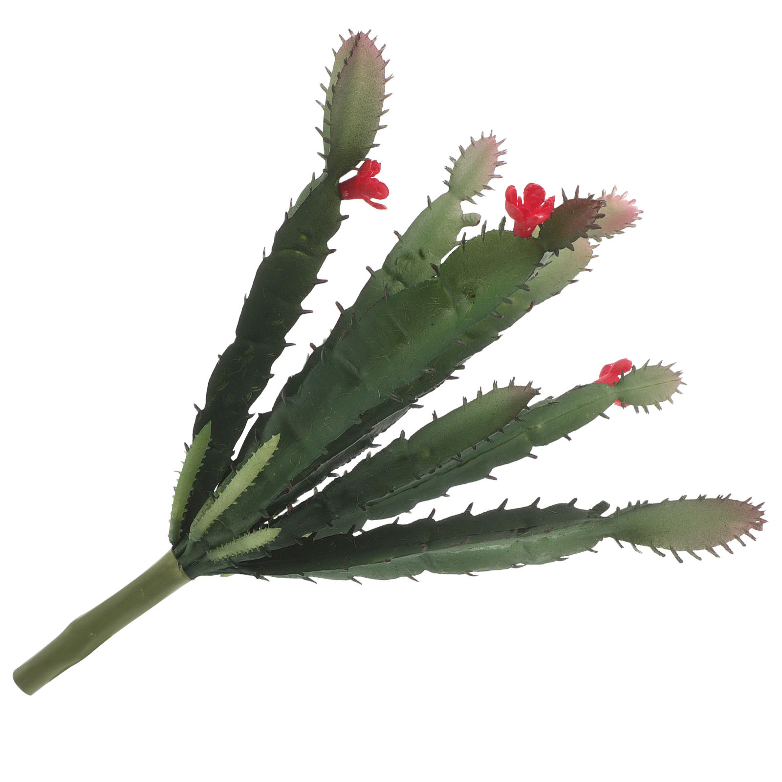 ترتيب صغير ساحر من نباتات الصب - مراجعة Succulent Arrangement Mini وسعره