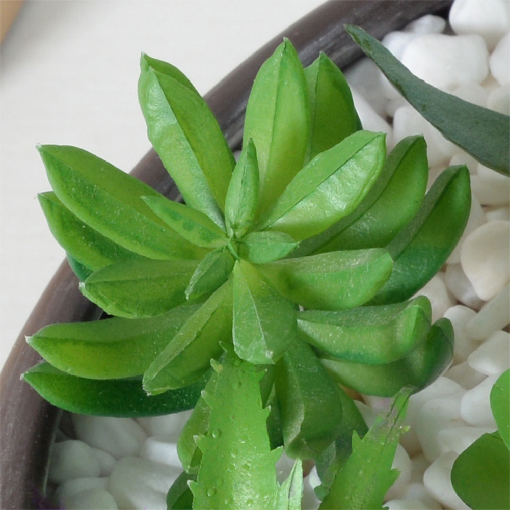 قطعة مركزية للطاولة مصنوعة من  - مراجعة Succulent Arrangement Mini وسعره