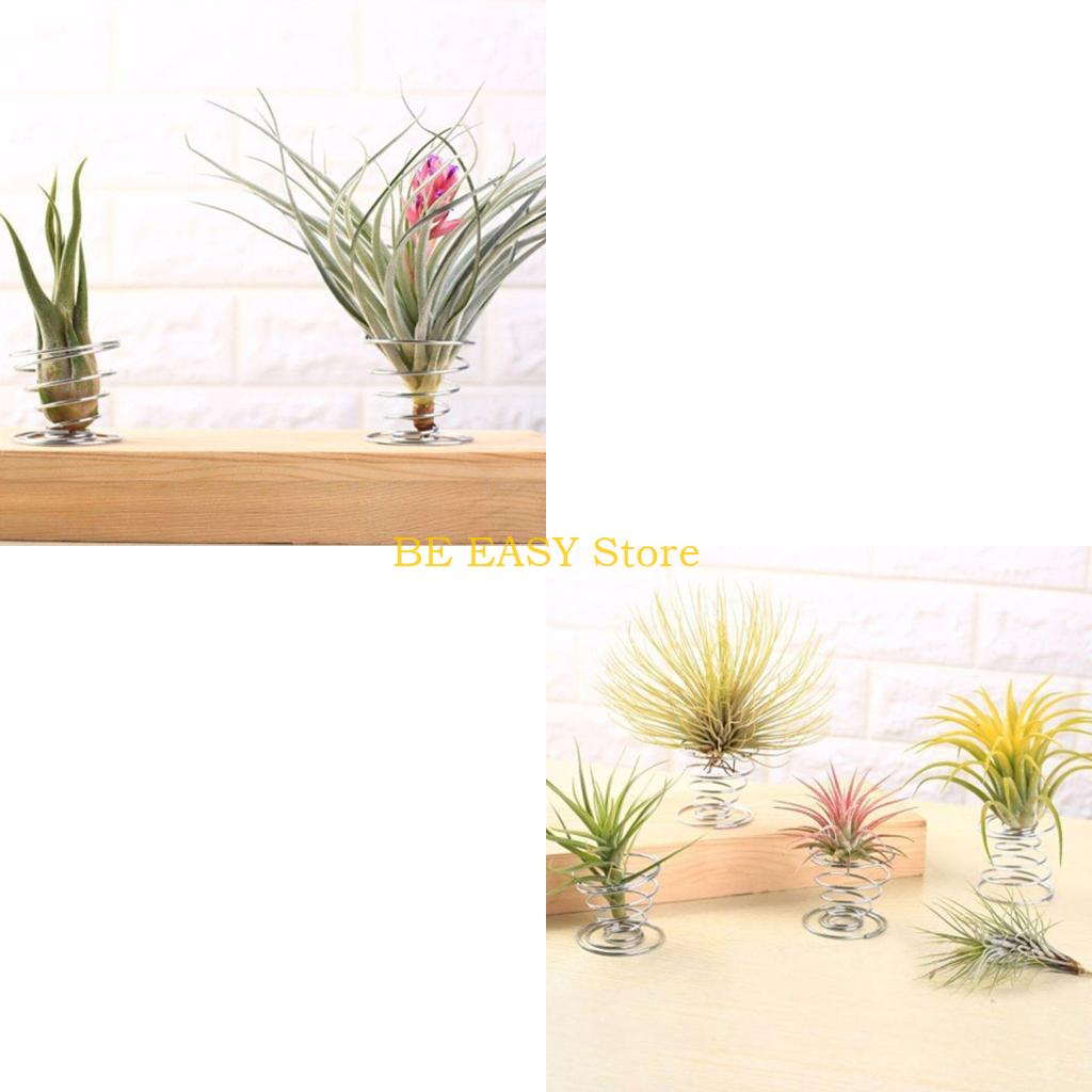 E28F مجموعة من 20 نباتات منزلي - مراجعة Air Plant Tillandsia وسعره