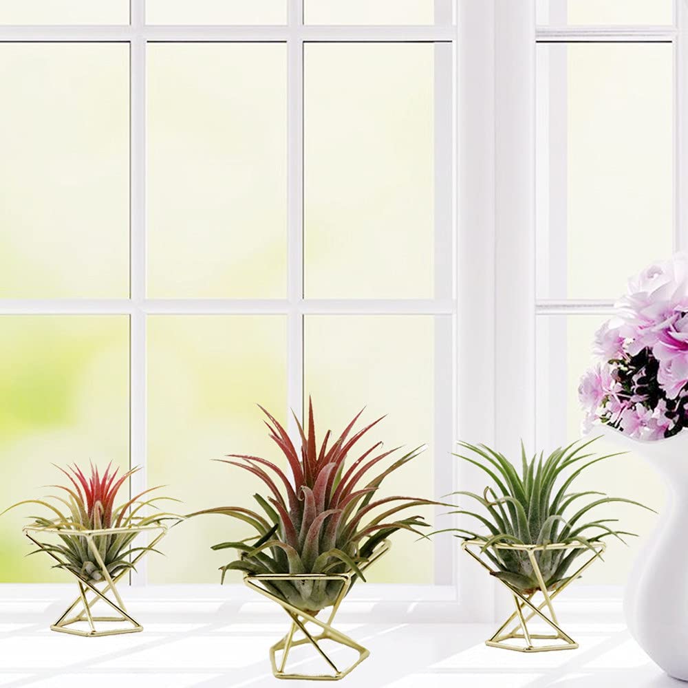 حامل نباتات هوائية هندسي من ET - مراجعة Air Plant Tillandsia وسعره