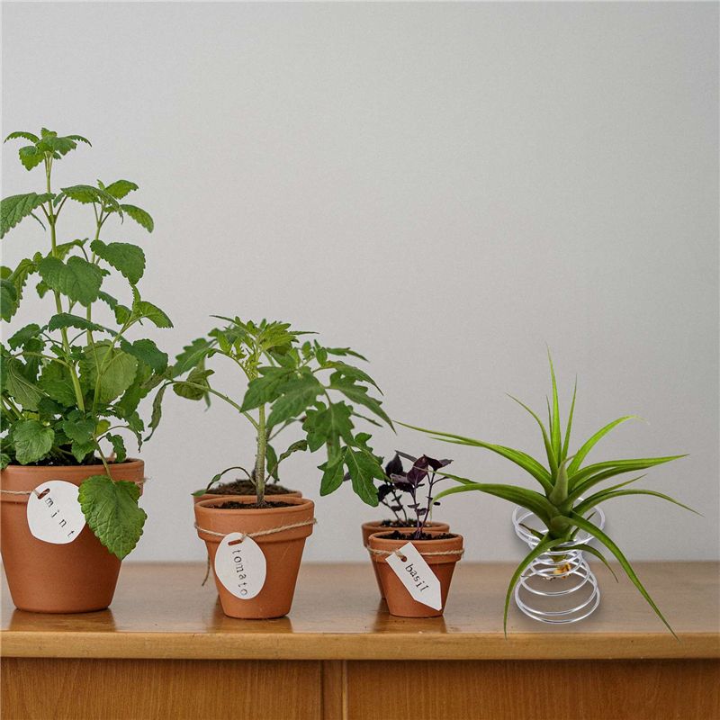 الأكثر مبيعًا - 6 قطع من حوامل - مراجعة Air Plant Tillandsia وسعره