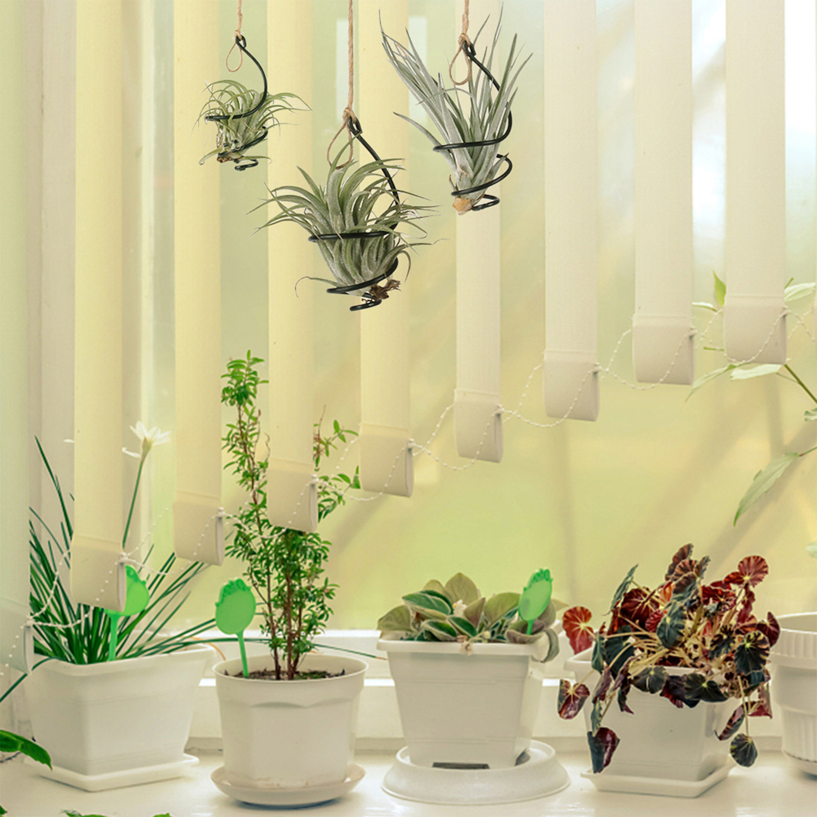 30 قطعة حامل نباتات هوائية معد - مراجعة Air Plant Tillandsia وسعره