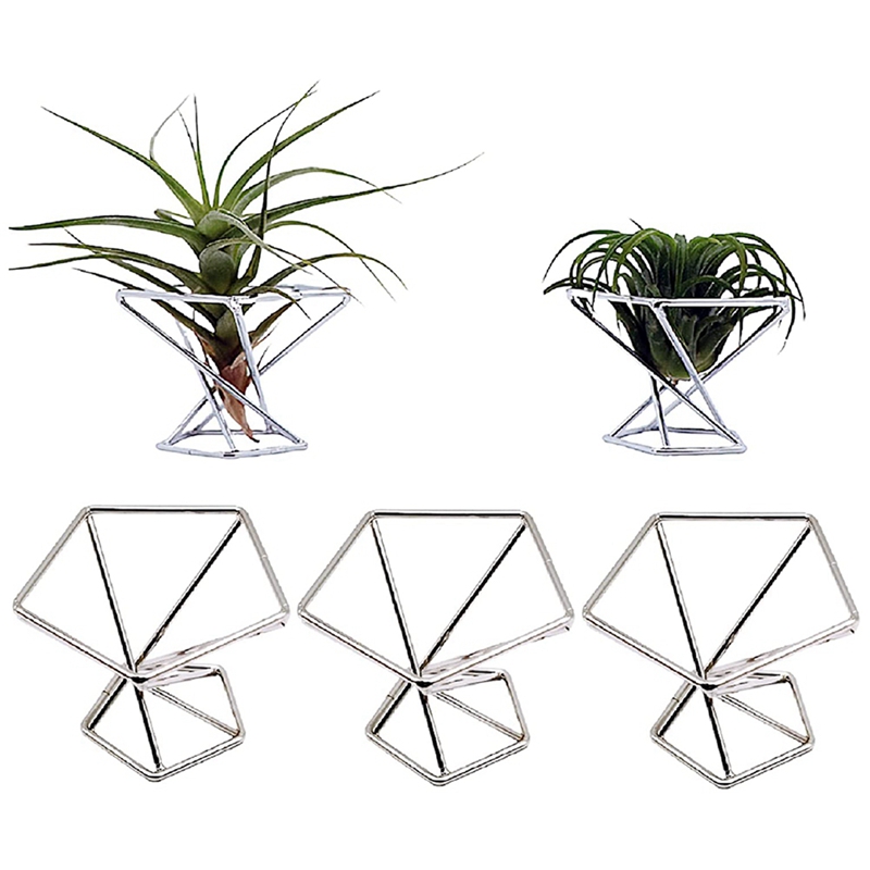 حامل نباتات هوائية (تيلاندزيا) - مراجعة Air Plant Tillandsia وسعره