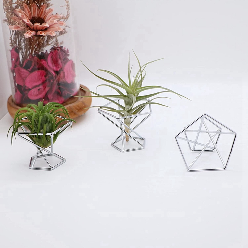 حامل نباتات هوائية (تيلاندزيا) - مراجعة Air Plant Tillandsia وسعره