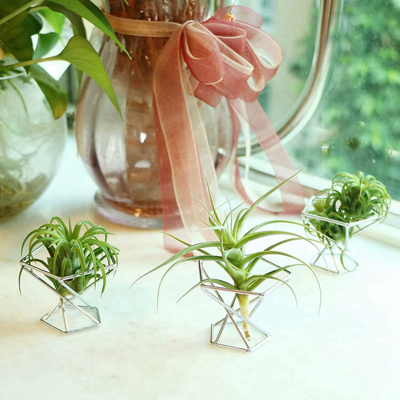 حامل نباتات هوائية (تيلاندزيا) - مراجعة Air Plant Tillandsia وسعره