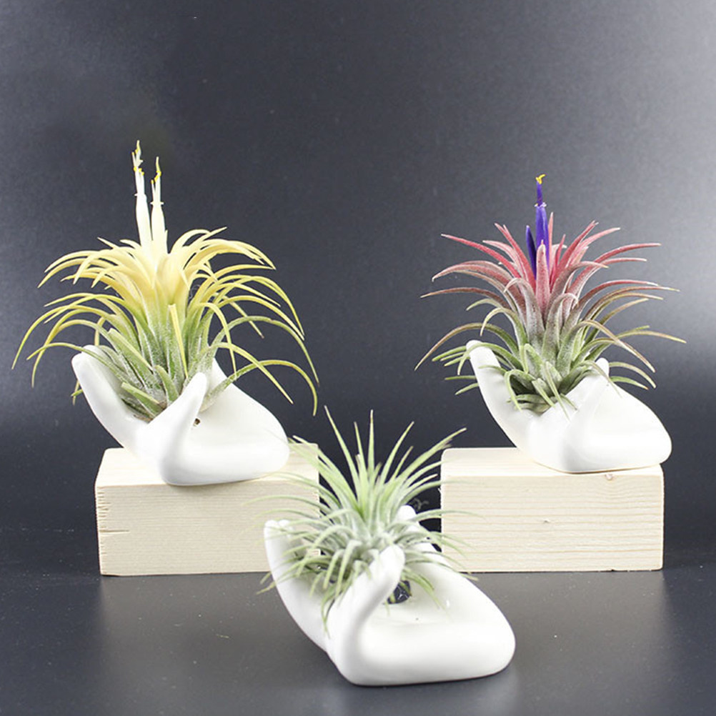 8 قطع من قاعدة الأوكارينا الخز - مراجعة Air Plant Tillandsia وسعره