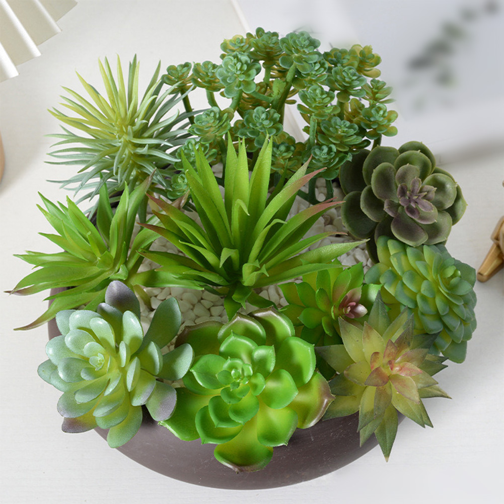 مستلزمات تصوير مناسبة لترتيبات - مراجعة Succulent Arrangement Mini وسعره