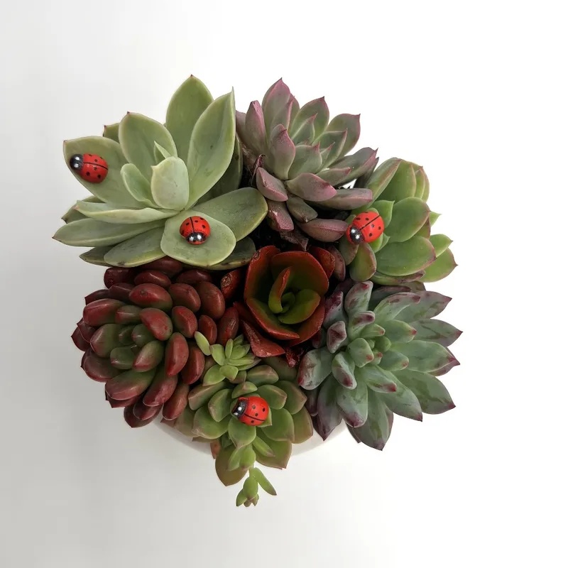 تمثال دعسوقة مصغر للمناظر الطب - مراجعة Succulent Arrangement Mini وسعره