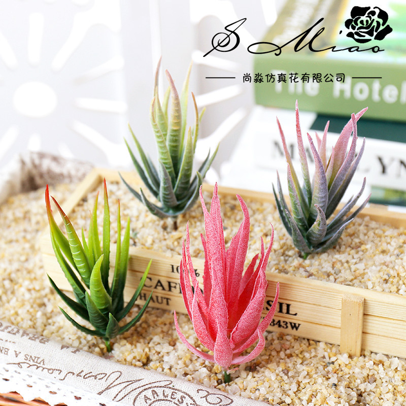 Wusmart Ban Ma Lu Hui نباتات ا - مراجعة Succulent Arrangement Mini وسعره