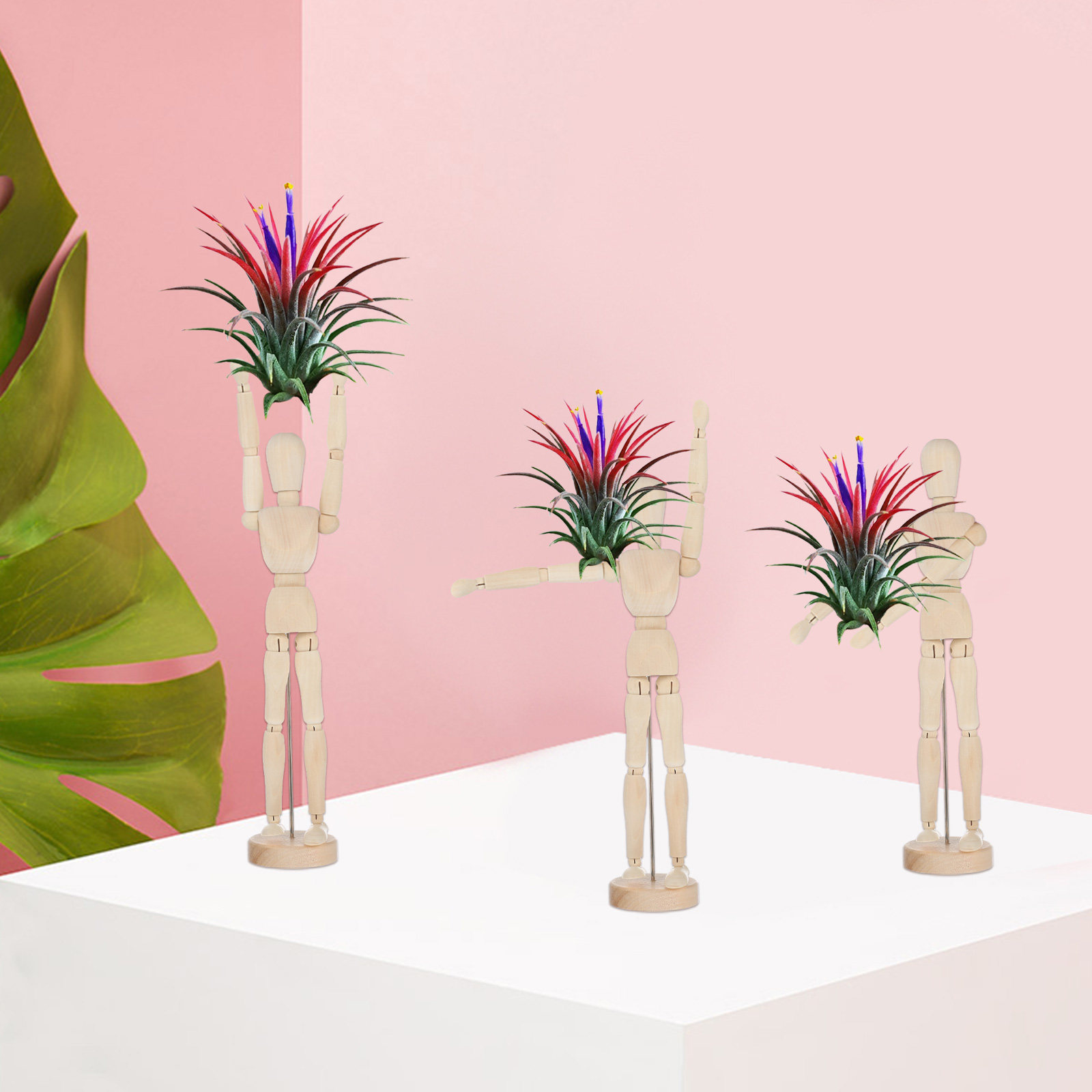 حامل نباتات هوائية خشبي مزخرف  - مراجعة Air Plant Tillandsia وسعره