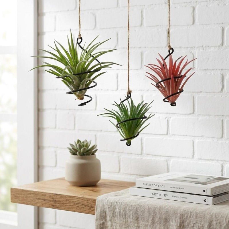 حاملات نباتات هوائية معلقة ممي - مراجعة Air Plant Tillandsia وسعره