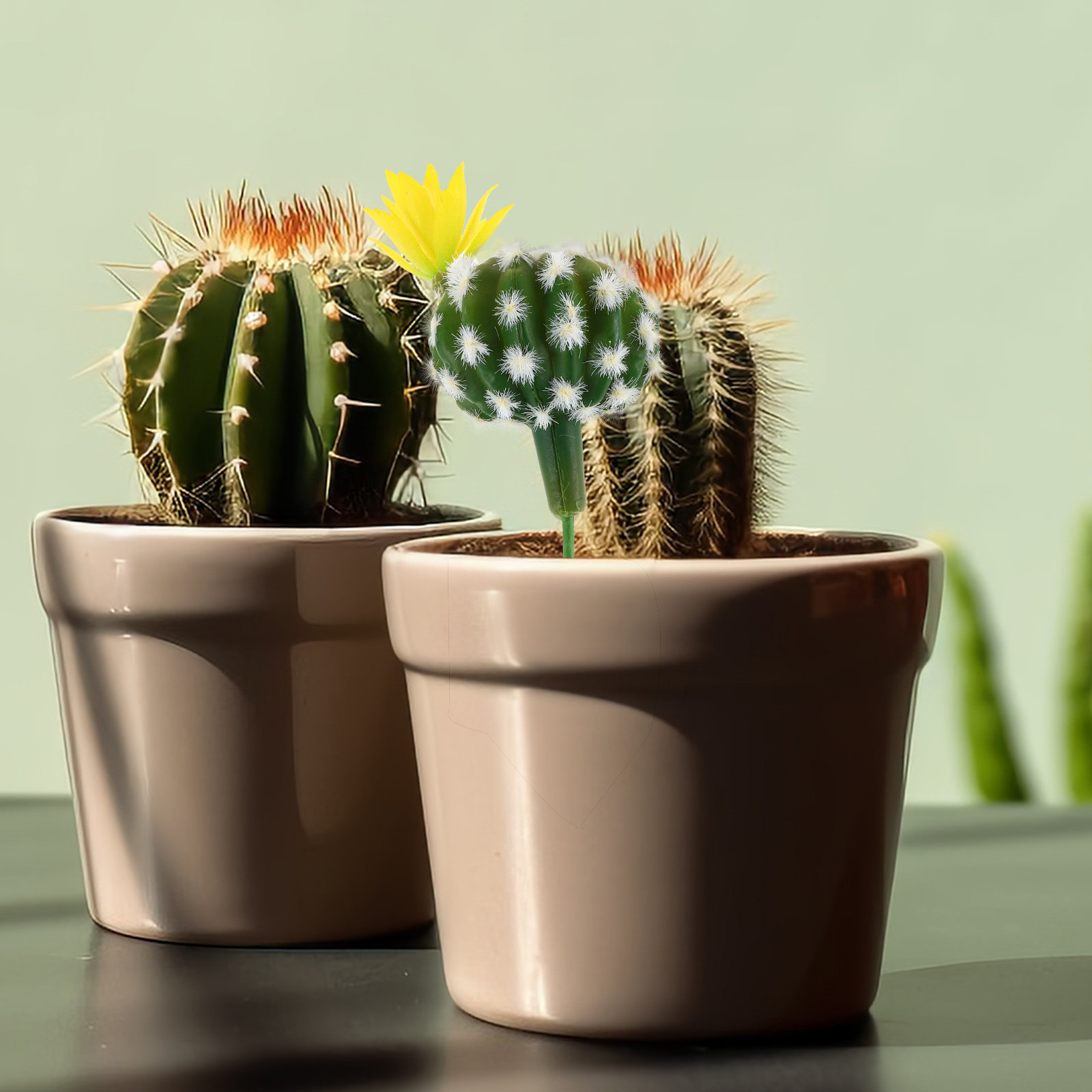 نباتات صبار صناعية صغيرة، نبات - مراجعة Succulent Arrangement Mini وسعره